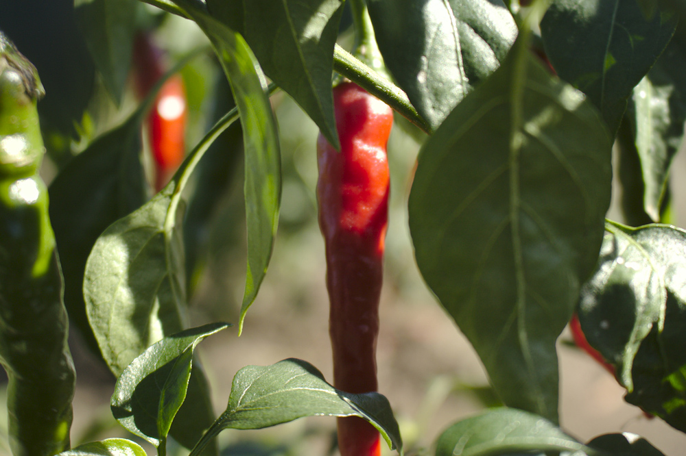 Piment au Jardin du Grand Duc